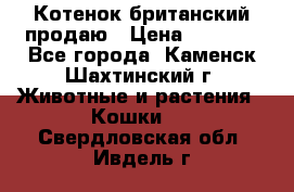 Котенок британский продаю › Цена ­ 3 000 - Все города, Каменск-Шахтинский г. Животные и растения » Кошки   . Свердловская обл.,Ивдель г.